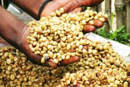  “Sud Kivu : réconciliation autour du café”