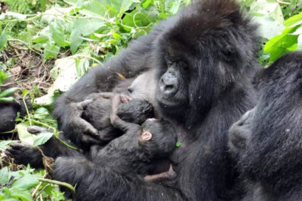 PNVi- Gatovu : deux familles de gorilles, ont observé, chacune une nouvelle naissance