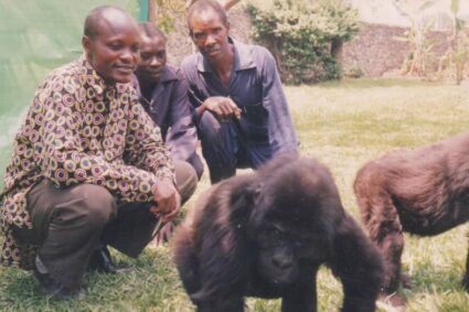 Justice oubliée : Kambale Kighoma Guillaume réclame reconnaissance et payement de sa prime pour le sauvetage de deux bébés gorilles, (Gorille Kighoma et Gorille I’home)