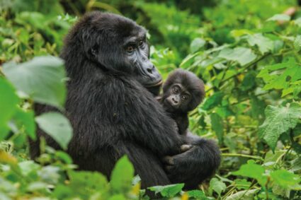 Conservation Internationale : Kambale Kighoma Guillaume dénonce une campagne de dénigrement orchestrée par GRACE Gorillas pour couvrir une malhonnêteté scientifique et un détournement de mérite lié au sauvetage de deux bébés gorilles Kighoma et Ihome