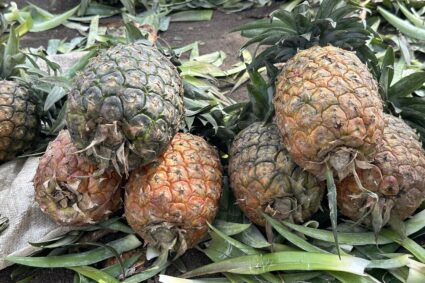 L’Ile d’Idjwi suffoque : quand la guerre bloque les marchés